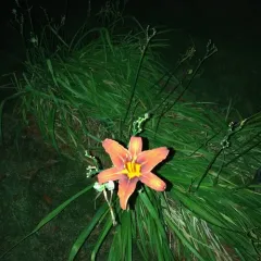 orange day-lily thumbnail 3