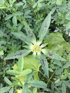 green poinsettia thumbnail 1