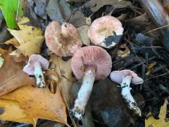 Agaricus depauperatus thumbnail 3