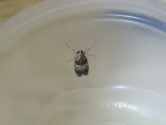 Gray-banded Pococera Moth thumbnail 3