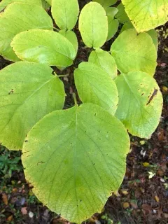 fragrant snowbell thumbnail 2