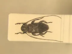 Sternidius rusticus thumbnail 2