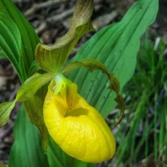 yellow lady's slipper thumbnail 4