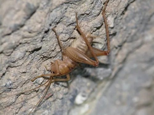 Ceuthophilus agassizii