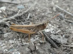 Spotted-winged Grasshopper thumbnail 4