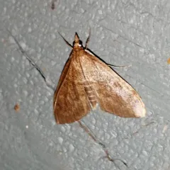 Dogbane Saucrobotys Moth thumbnail 2
