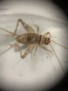 Tropical House Cricket thumbnail 2