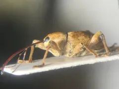 Pecan weevil thumbnail 3
