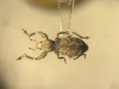 Eastern Diamond-necked Weevil thumbnail 2