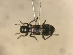 Enoclerus nigrifrons thumbnail 2