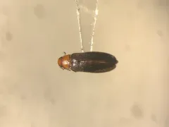 Red-necked False Darkling Beetle thumbnail 2