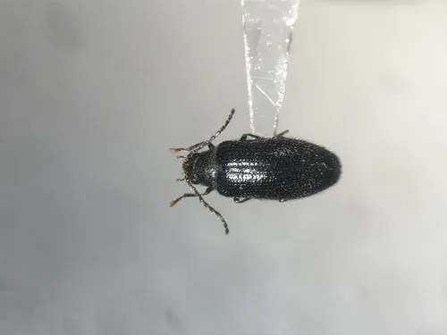 Eurypogon harrisii