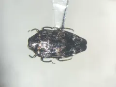 Oval Jewel Beetle thumbnail 2