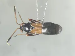 Pilophorus strobicola thumbnail 1