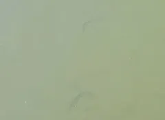 Bluebarred Prickleback thumbnail 2