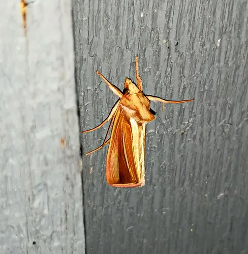 White-streaked Looper Moth