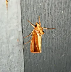 White-streaked Looper Moth thumbnail 1