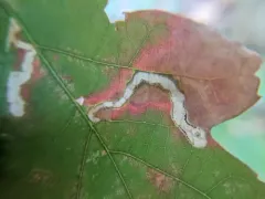 Cameraria tubiferella thumbnail 2
