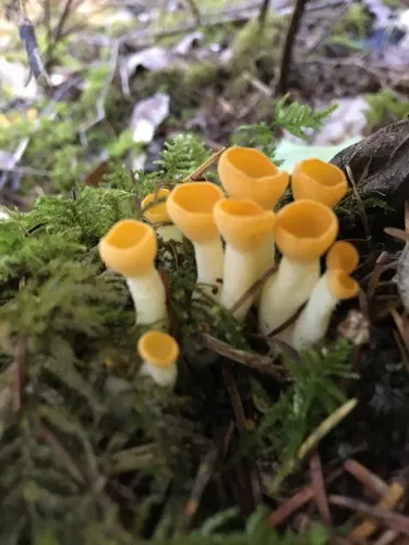 Stalked Orange-peel Fungus