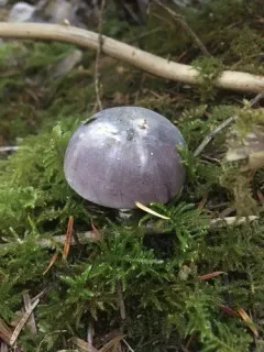 Russula murrillii thumbnail 2