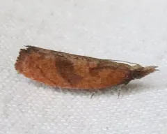 Epinotia seorsa thumbnail 1
