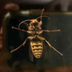 European Hornet thumbnail 3