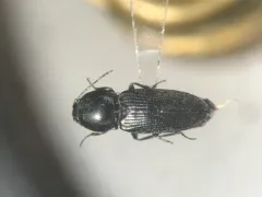Cardiophorus gagates thumbnail 2