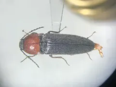 Melanotus leonardi thumbnail 3