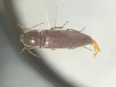 Melanotus morosus thumbnail 2