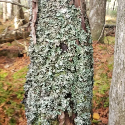 Salted Ruffle Lichen