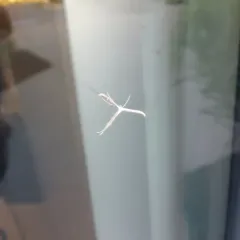 Morning-glory Plume Moth thumbnail 3