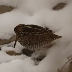 Wilson's Snipe thumbnail 4
