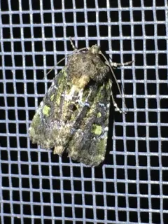 Oligia chlorostigma thumbnail 2