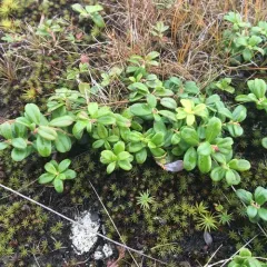 Lingonberry thumbnail 2