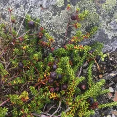 black crowberry thumbnail 3