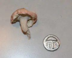 Russula montana thumbnail 2