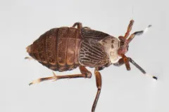 Pissonotus aphidioides thumbnail 4