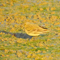 American Pipit thumbnail 3