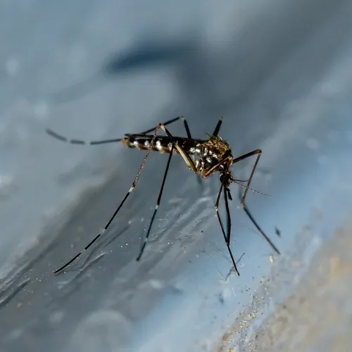 Asian Bush Mosquito