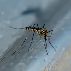 Asian Bush Mosquito thumbnail 1