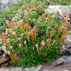 Diapensia thumbnail 3