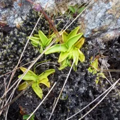 Common Butterwort thumbnail 5