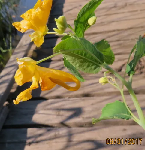 Idaho Jewelweed
