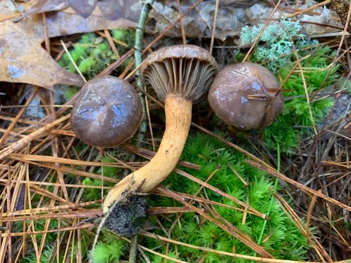 Chroogomphus jamaicensis