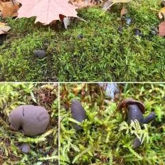 olive-brown cup thumbnail 4