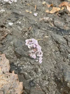 Purple Fuzz thumbnail 2