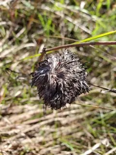 Rhopalomyia alticola thumbnail 3