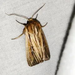 Two-lined Wainscot thumbnail 3