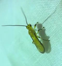 Yelicones nigromarginatus thumbnail 4