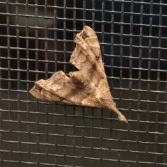 Faint-spotted Palthis Moth thumbnail 4